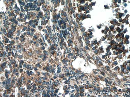 [66712-1-IG-150UL] STRAP Monoclonal antibody
