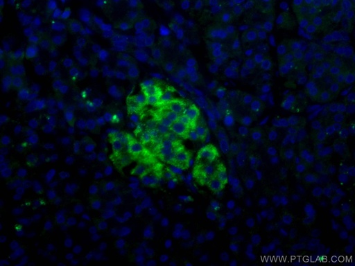 [66714-1-IG-20UL] RHEB Monoclonal antibody