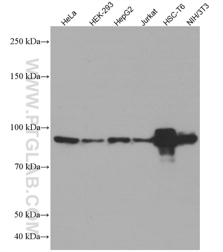 [66717-1-IG-150UL] STAT6 Monoclonal antibody
