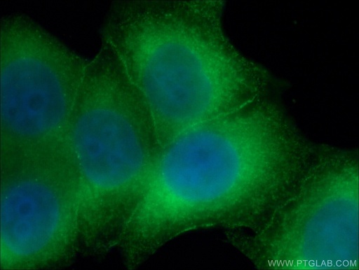 [66723-1-IG-150UL] HSPH1 Monoclonal antibody