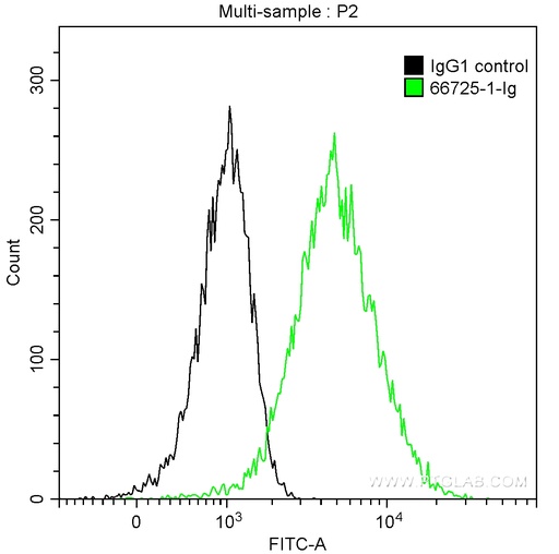 [66725-1-IG-150UL] TYMS Monoclonal antibody