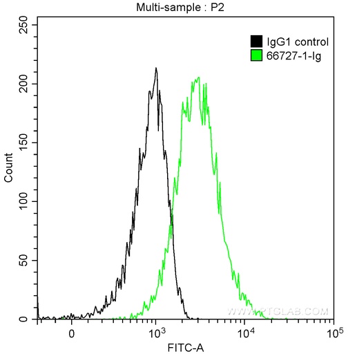 [66727-1-IG-150UL] Cytokeratin 5 Monoclonal antibody