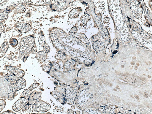 [66728-1-IG-20UL] Placental lactogen Monoclonal antibody