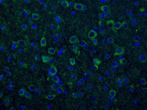 [66729-1-IG-20UL] CNPase Monoclonal antibody