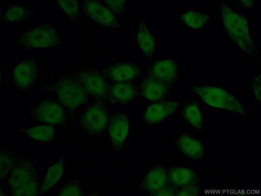 [66730-1-IG-150UL] HIF1a Monoclonal antibody