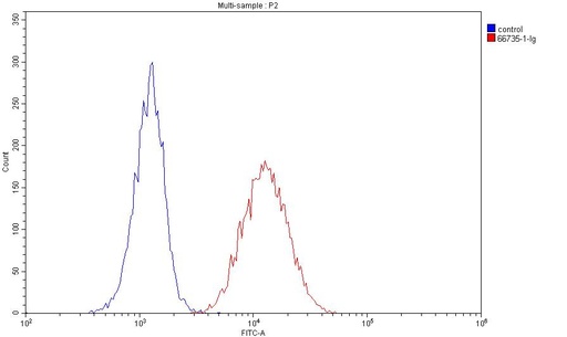 [66735-1-IG-20UL] Dystroglycan Monoclonal antibody