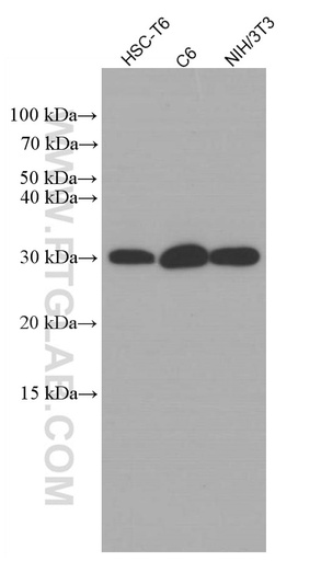 [66741-1-IG-20UL] CHOP; GADD153 Monoclonal antibody