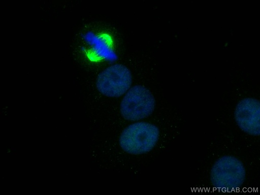 [66742-1-IG-20UL] SRF Monoclonal antibody