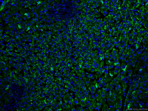 [66743-1-IG-20UL] HO-1/HMOX1 Monoclonal antibody