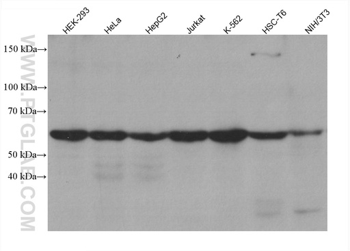 [66745-1-IG-150UL] YTHDF1 Monoclonal antibody