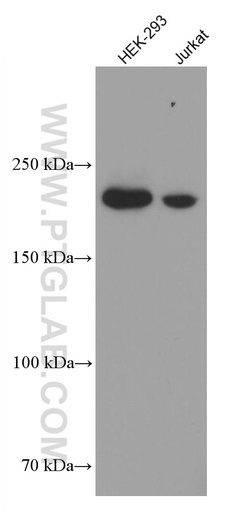 [66748-1-IG-150UL] KIDINS220 Monoclonal antibody