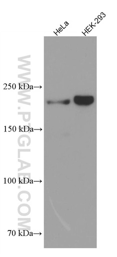 [66749-1-IG-150UL] KIAA0284 Monoclonal antibody