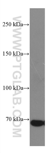 [66754-1-IG-20UL] DR6 Monoclonal antibody