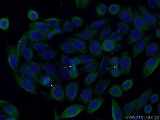 [66757-1-IG-20UL] AURKA Monoclonal antibody