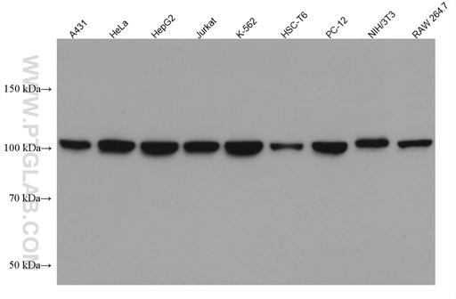 [66763-1-IG-20UL] CRM1 Monoclonal antibody