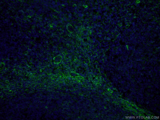 [66766-1-IG-20UL] CD90 Monoclonal antibody