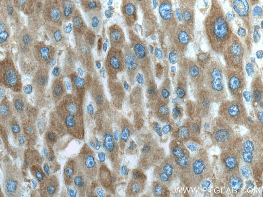 [66770-1-IG-20UL] IFIH1/MDA5 Monoclonal antibody