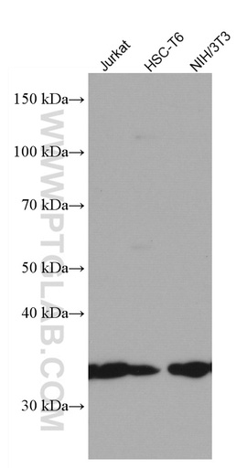 [66771-1-IG-150UL] SLC25A1 Monoclonal antibody