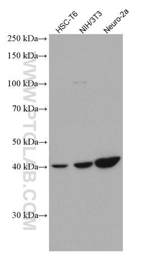 [66772-1-IG-150UL] SSTR5 Monoclonal antibody