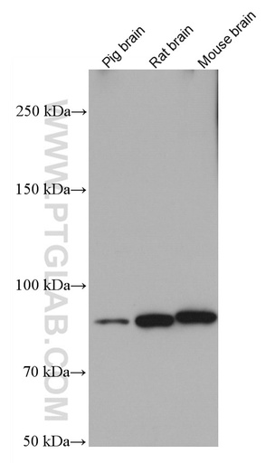 [66774-1-IG-20UL] KCNQ2 Monoclonal antibody