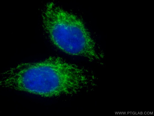 [66776-1-IG-20UL] MFN1 Monoclonal antibody