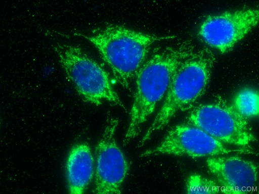 [66777-1-IG-20UL] TOM20 Monoclonal antibody
