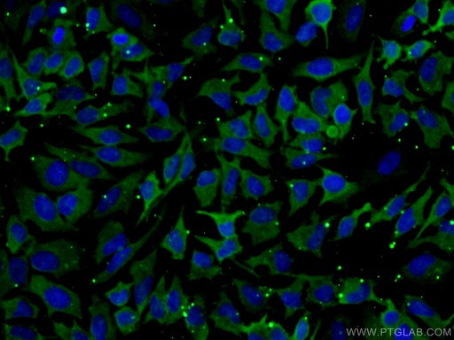 [66780-1-IG-20UL] HSPA1L Monoclonal antibody