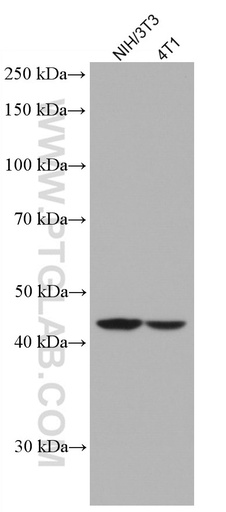 [66783-1-IG-150UL] FNTB Monoclonal antibody