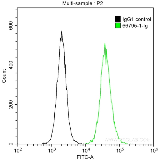[66795-1-IG-150UL] PTPN11 Monoclonal antibody