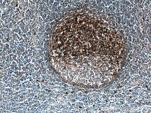 [66803-1-IG-20UL] CD82 Monoclonal antibody