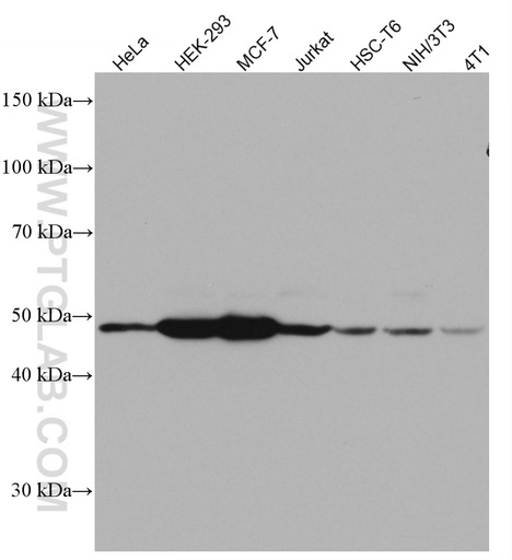 [66806-1-IG-150UL] EEF1A2 Monoclonal antibody