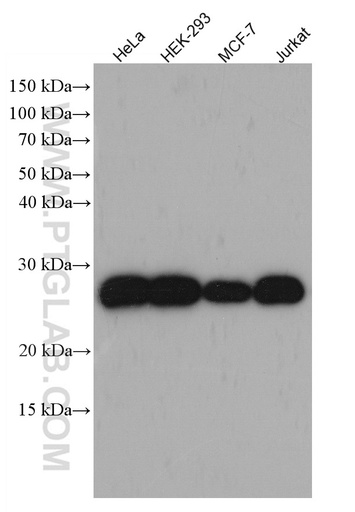 [66810-1-IG-20UL] PRX3 Monoclonal antibody