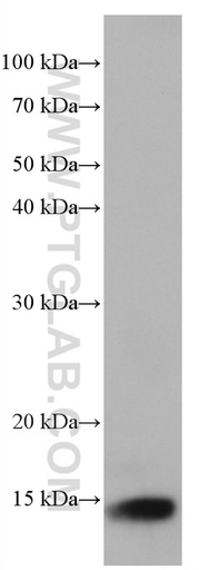 [66812-1-IG-20UL] Cystatin B Monoclonal antibody