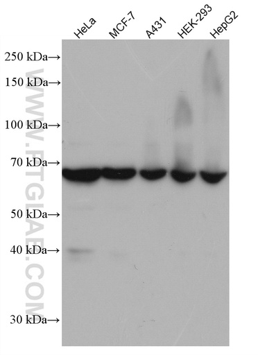[66815-1-IG-150UL] RARS Monoclonal antibody