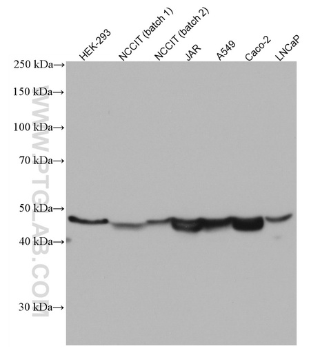 [66818-1-IG-150UL] ESRRB Monoclonal antibody