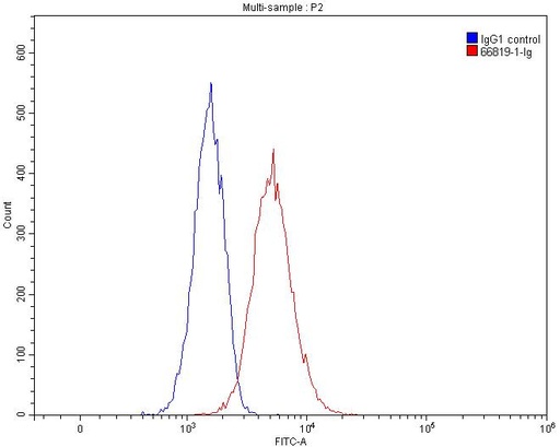 [66819-1-IG-150UL] HLA-F Monoclonal antibody