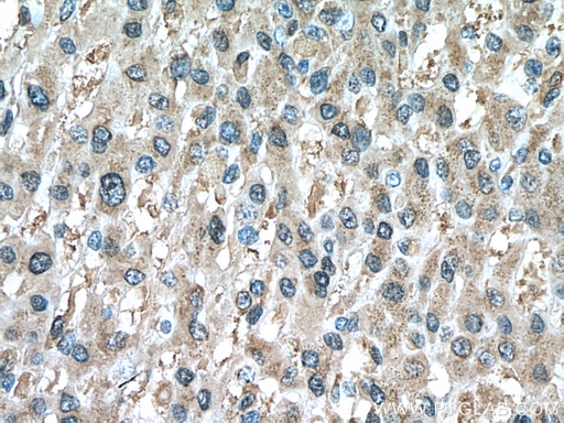 [66820-1-IG-20UL] PRDX1 Monoclonal antibody