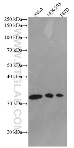[66821-1-IG-20UL] Syntaxin 10 Monoclonal antibody
