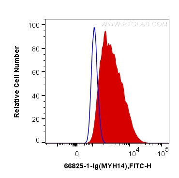[66825-1-IG-150UL] MYH14 Monoclonal antibody