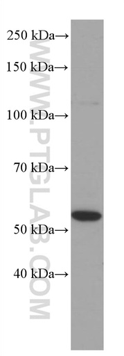 [66826-1-IG-150UL] PPARA Monoclonal antibody