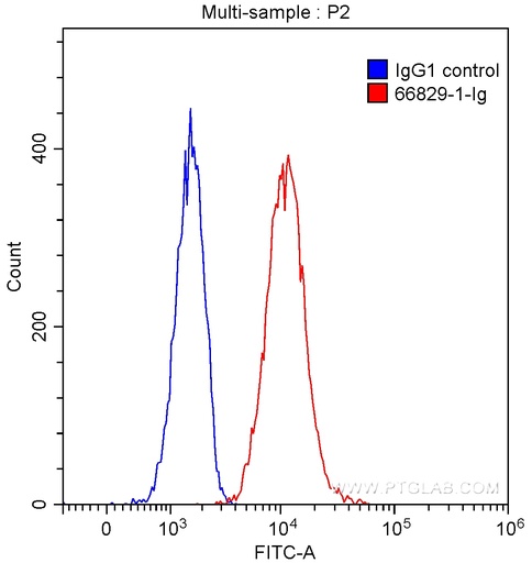 [66829-1-IG-150UL] IL-12RB1 Monoclonal antibody