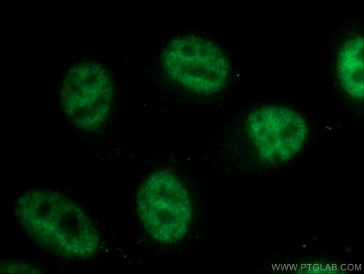 [66832-1-IG-150UL] NRF1 Monoclonal antibody