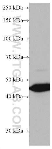 [66833-1-IG-20UL] AGER Monoclonal antibody