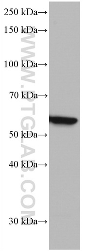 [66835-1-IG-150UL] IRF5 Monoclonal antibody