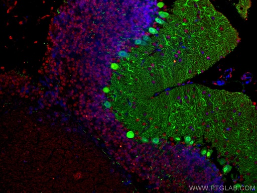 [66836-1-IG-20UL] NeuN Monoclonal antibody