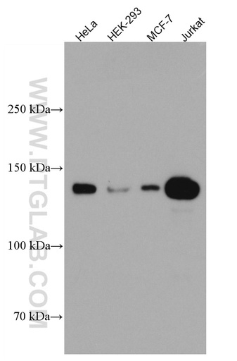 [66838-1-IG-150UL] HDAC4 Monoclonal antibody