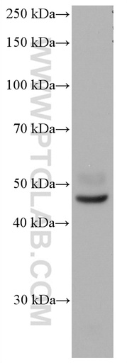 [66839-1-IG-20UL] YY2 Monoclonal antibody