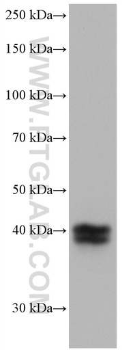 [66842-1-IG-20UL] TFPI Monoclonal antibody