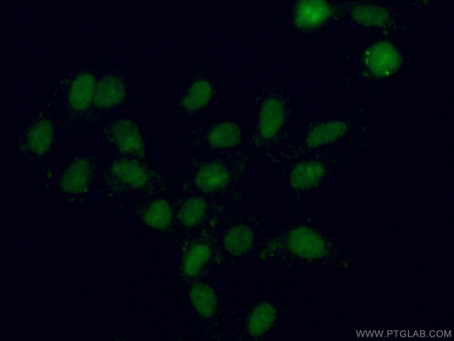 [66852-1-IG-150UL] XRN2 Monoclonal antibody