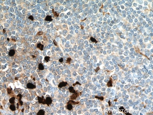 [66853-1-IG-20UL] S100A8 Monoclonal antibody